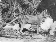 Сумчатый волк: история и описание тасманийского тигра