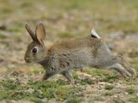 Любимые грабли австралии Кролики в австралии нашествие