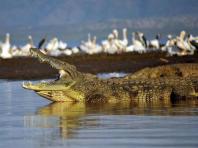 Австралийский узкорылый крокодил Аллигаторы в США
