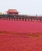 Красный пляж паньцзинь провинции ляонин Паньцзинь красный пляж
